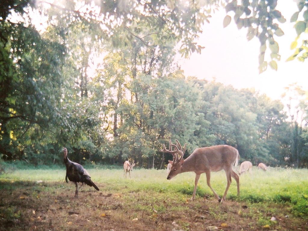 Middle Tennessee Wildlife