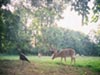 Middle Tennessee Wildlife